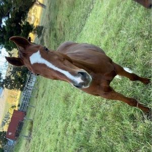 Meet your Posher, Jayme